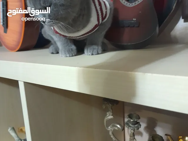 مجموعه اغراض للبيع من ايكيا استعمال خفيف جدا