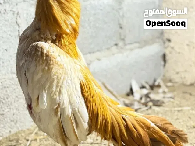 مطلوب ديك نفس هذا اللون