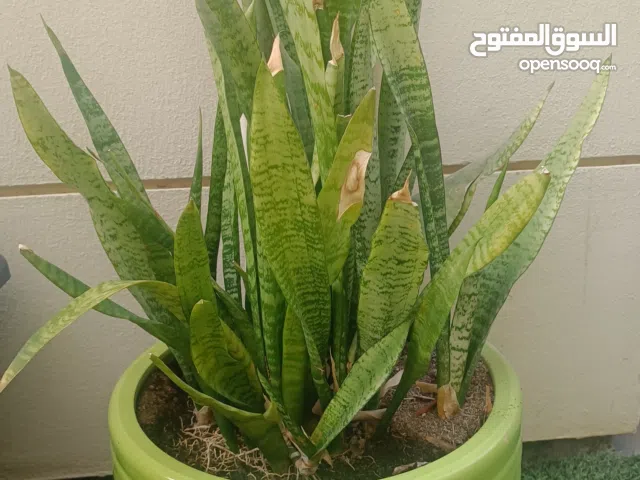 نبات سنسفيريا مع اصيص سيراميك