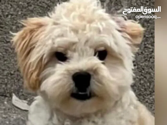 كلب أليف يبحث عن بيت محب للبيع