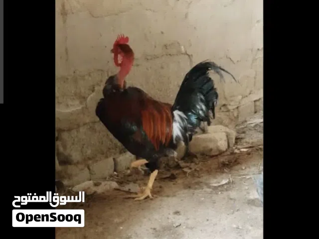 مطلوب جاج رقيبي