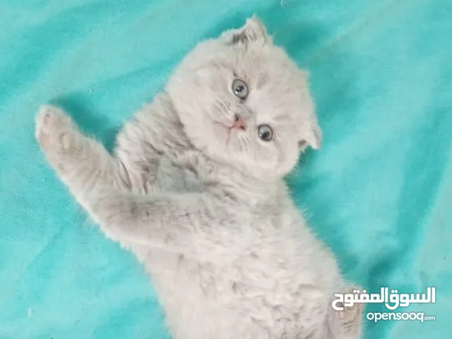 قطه سكوتش فولد