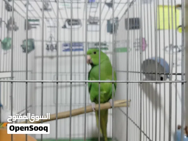 ببغاء دره هندي اليف مية المية