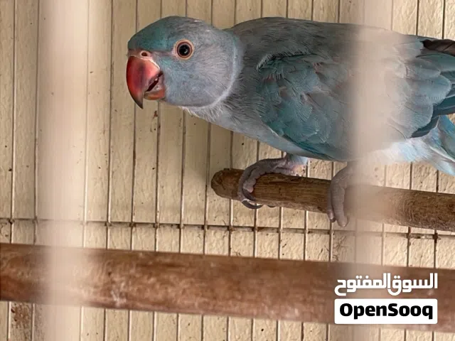 للبيع متو ثنتين فروخ غامجين