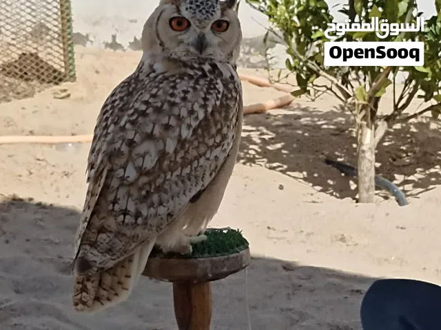 للبومه النساريه الفرعونيه للبيع