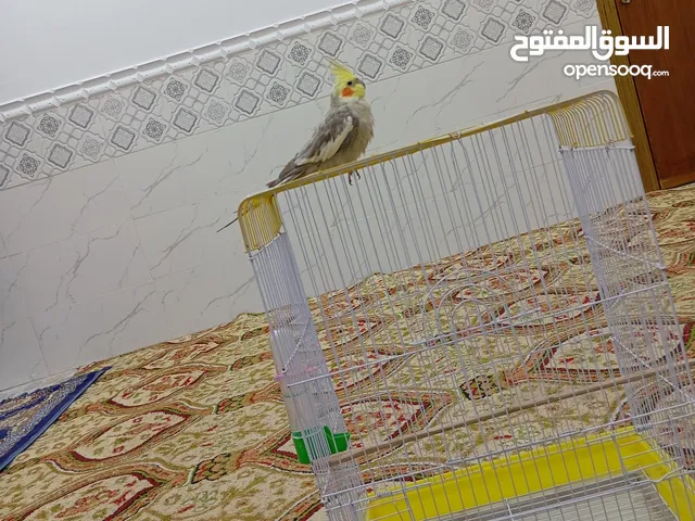 كوكتيل كروان كربلاء 60 الف