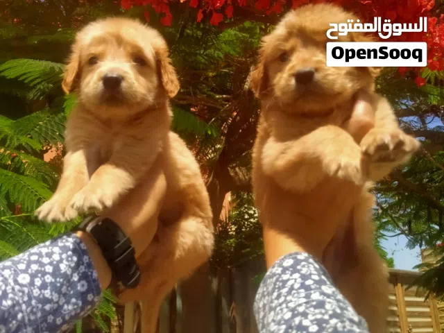 جولدن بيور
