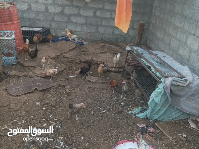 دجاج عماني للبيع الحبه 1