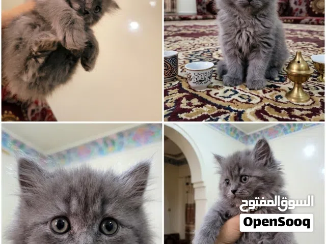 قطة شيرازي مون فيس للبيع.  * **العمر:** شهرين. * **الصحة:** ممتازة ولعوبة. * **النظافة:** متدربة على