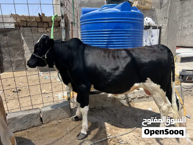 عجب نوعيه حلوه المكان بصره شط العرب