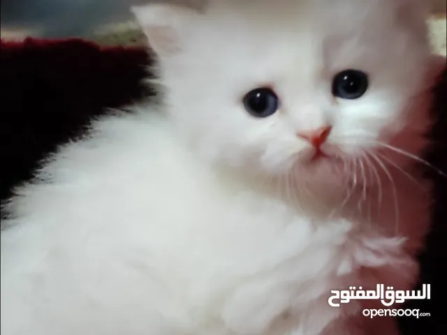 قطط شيرااازي الوان واشكال صغار وكبار