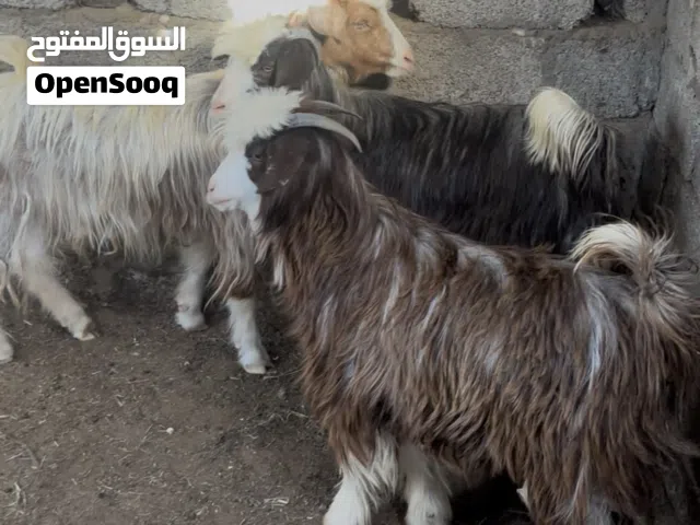 للبيع جدايه إعمار سنه