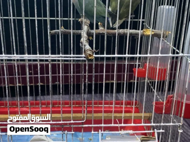 ببغاء روز للبيع