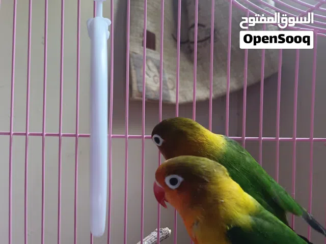 ببغاء فيشر للانتاج