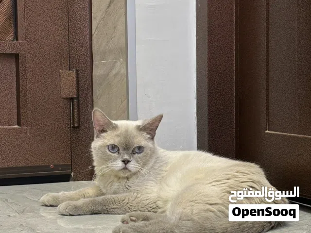قطة سكوتش ستريت انثى