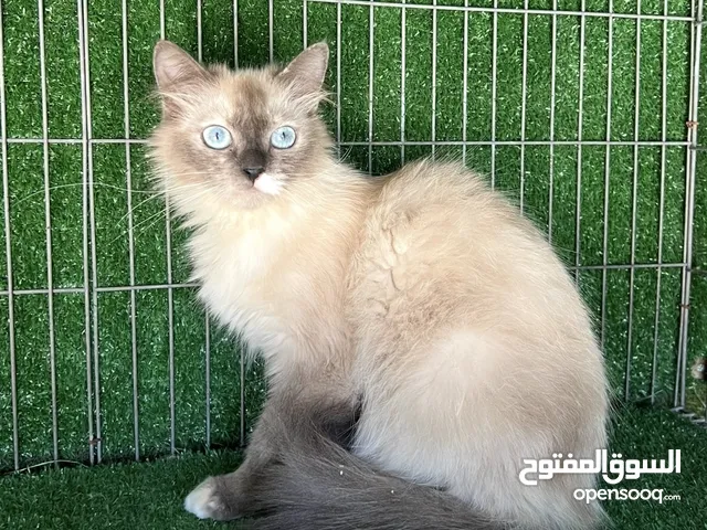 تلاته نتيات عز ما تنتج منهم درجات ربي يبارك