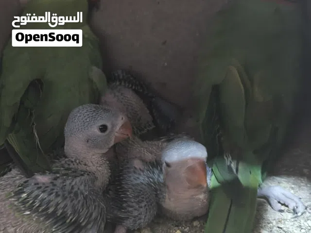 جوز دره بالصلاه عالنبي تحتيها اربع فراخ الله يبارك لصاحب النصيب