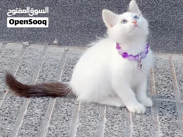 قطة راغدول للتبني من النوع الاصلي شريطة الاعتناء بها جيدا