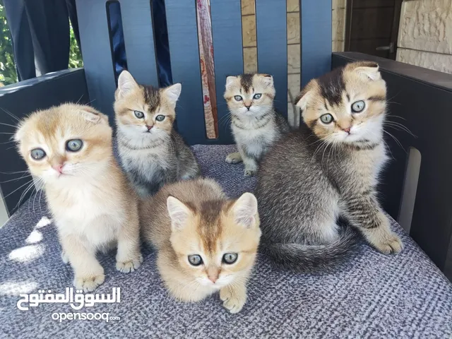 كتينز سكوتش فولد تربل اهالي مستوردة ......... ........... ............ ......