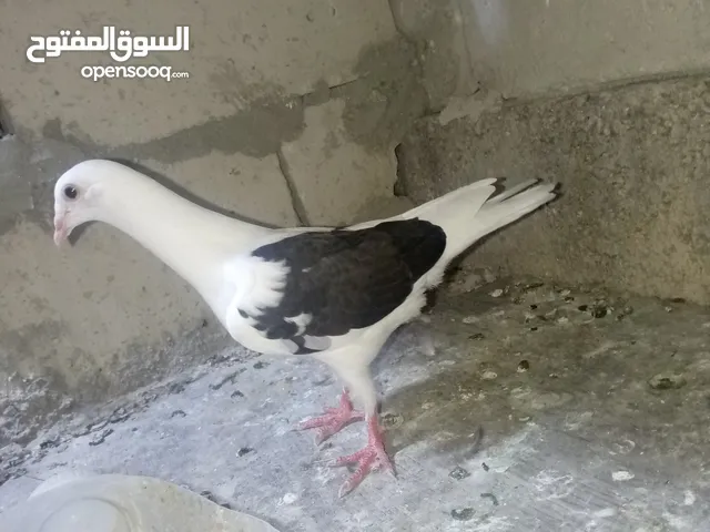فراخ فطم جديد مشكلات صحه ومطعمات البيع كوم كامل