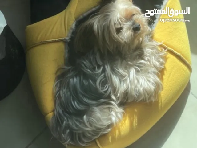 كلب هادي و حلو و يحتاج اهتمام