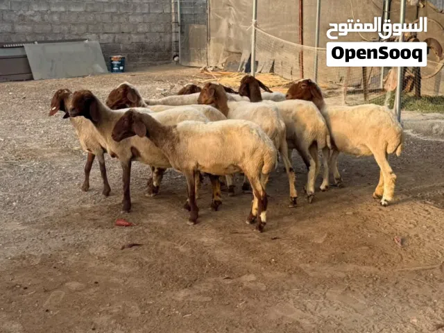 يعد نعيمي كويتي عشار