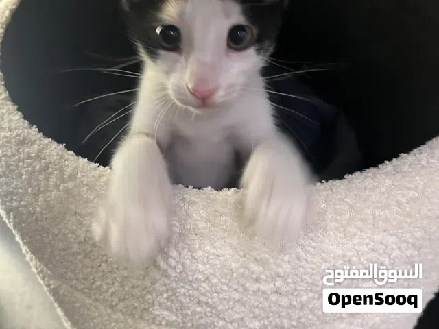 Cat 2 months old for adoption