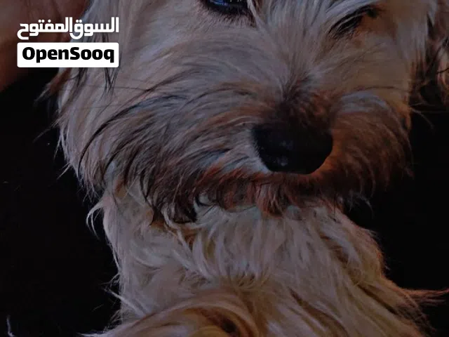 كلب زينه للبيع