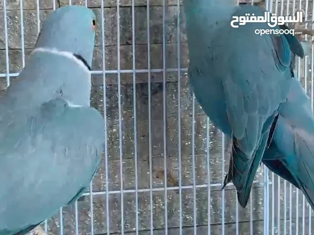 أزواج دره ملونه منتجات