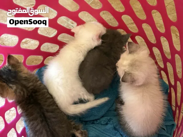 British shorthair cat