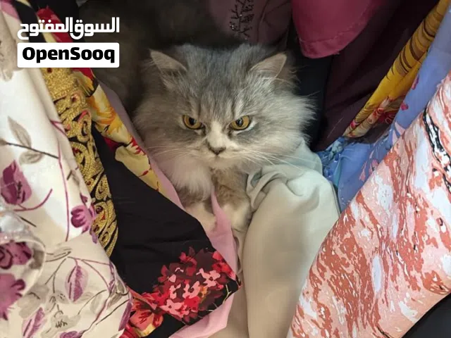 قطه انثى شيرازيه