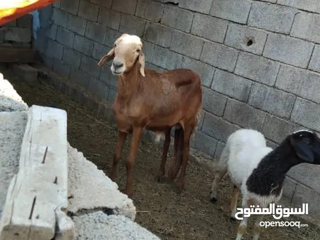 متاح حولي سوداني ربي يبارك مكان زليتن