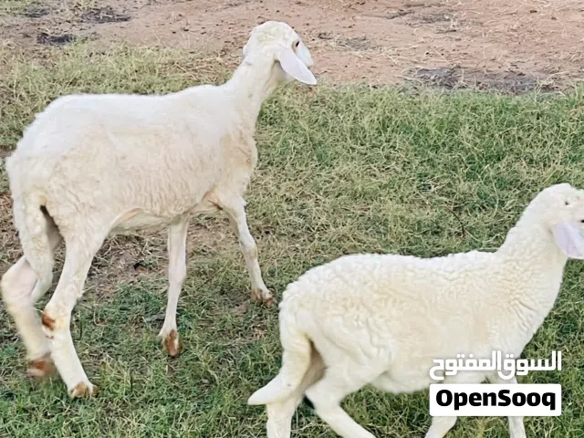 نعجه تحتها خروف