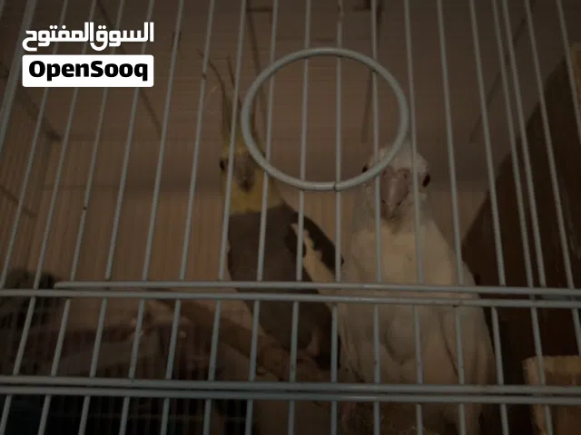 زوج كوكتيل اليف ومنتج