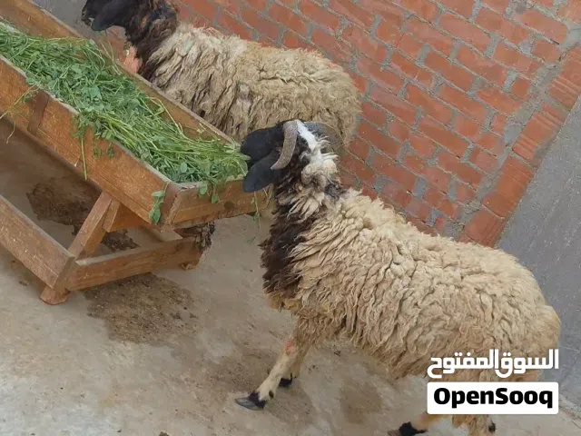 خروفين برقي