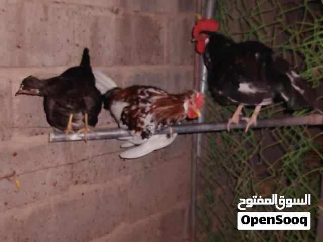دجاج كويتي