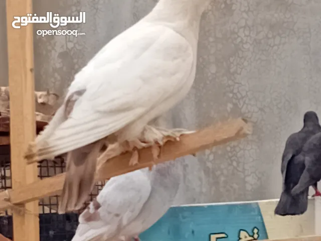 حمام جواز شغاله للبيع بالصلاه عالنبي