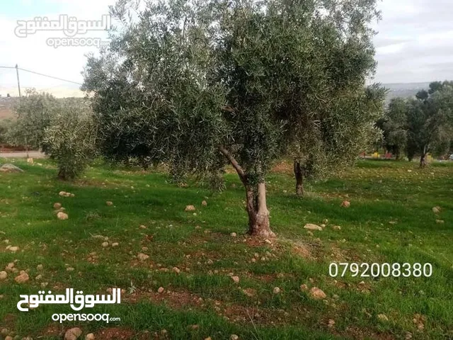 مزرعة جاهزه مرتفعه وكاشفه مشجره ومخدومه