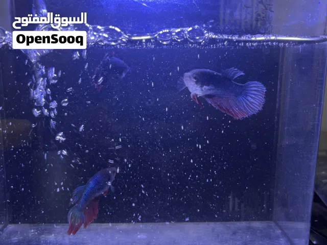 للبيع سمكه الفايتر انثى ويا الحوض و الكل