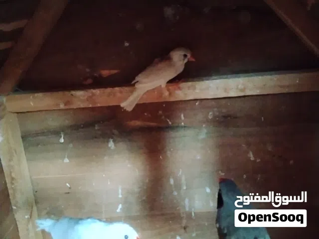 السلام عليكم زيبرا ازواج مضمونه بالانتاج كما هو موضح في الصوره