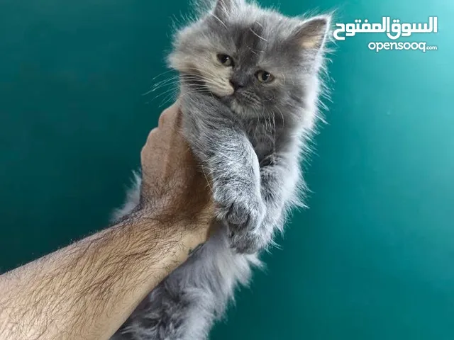 انثى عمر شهرين نوع شانشيلا اب بيرشن ام شانشيلا