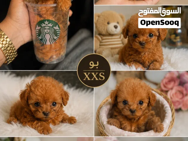 Maltipoo صحة ونظافه واسعار تنافس الجميع