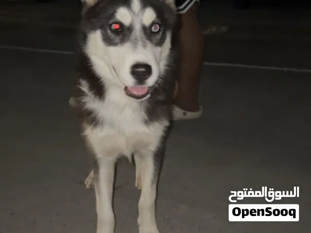 ابحث عن كلب للتبني يكون من سلالة معروفه اقرا الوصف
