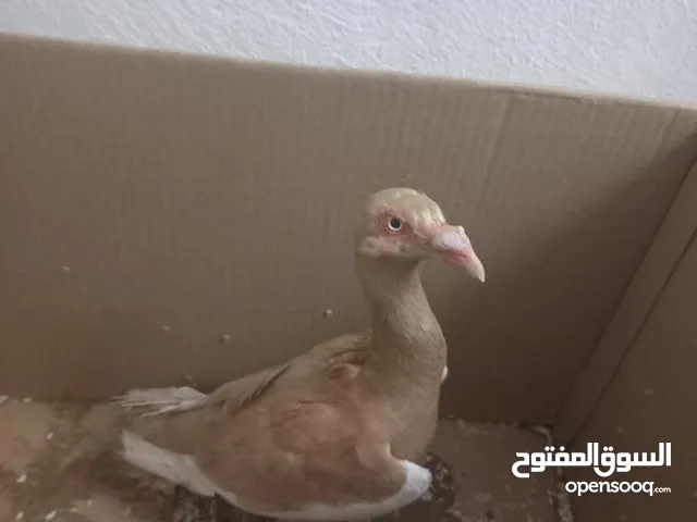 للبيع اربد شارع الثلاثين