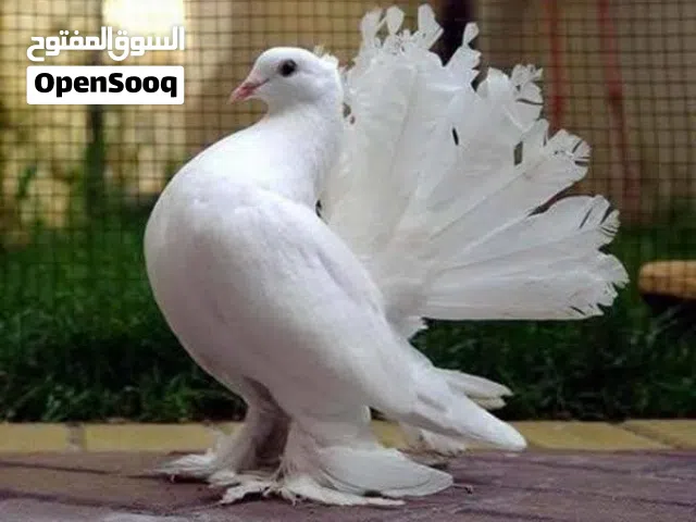 مطلوب جوز هزاز شغال