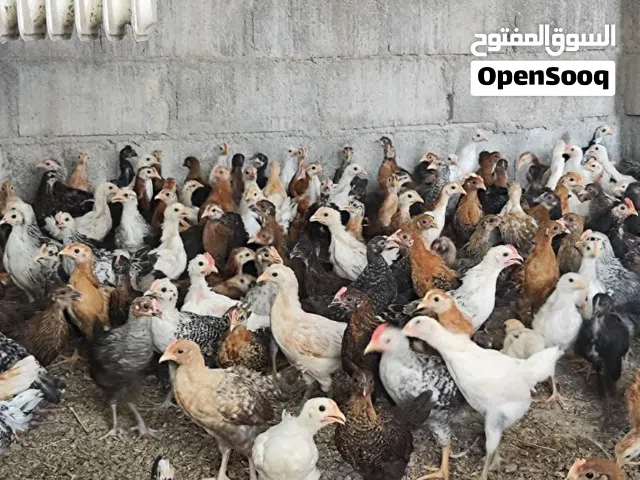 يوجد لدينا دجاج عماني العمر من ثلاثه شهور لحد خمسه شهور