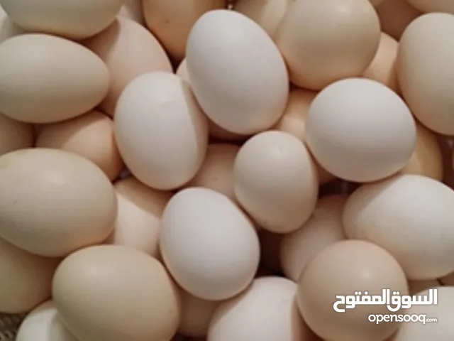 بيض بلدي مخصب