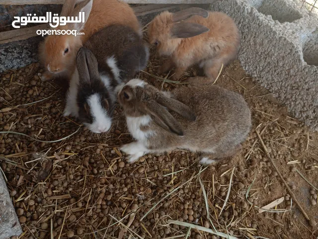 ارانب هولنديات للبيع
