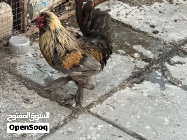 ديج بولوني نقي 100% شرط الانتاج لون نادر بلحقيقه بعد احلى