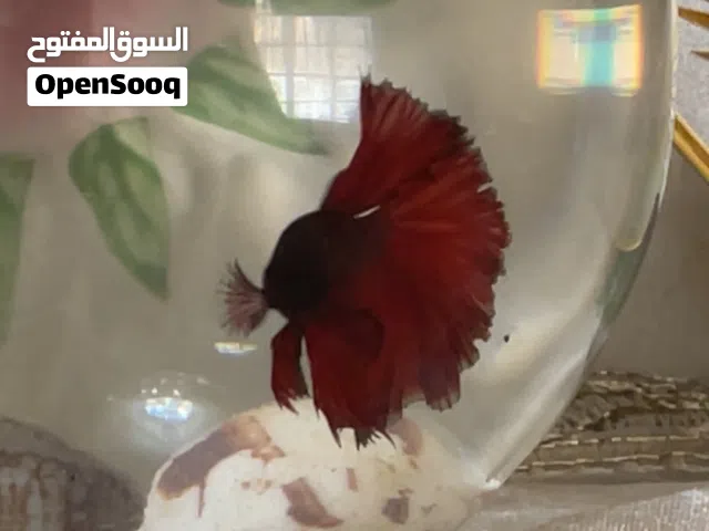 اسماك فايتر للبيع / بيتا